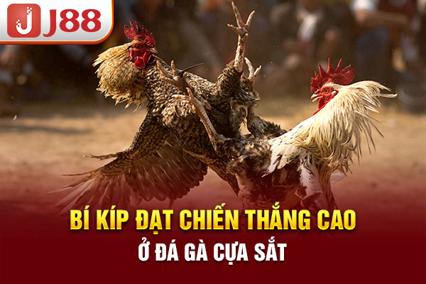 Bí kíp đạt chiến thắng cao ở đá gà cựa sắt