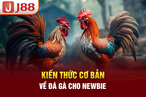 Kiến thức cơ bản về đá gà cho newbie