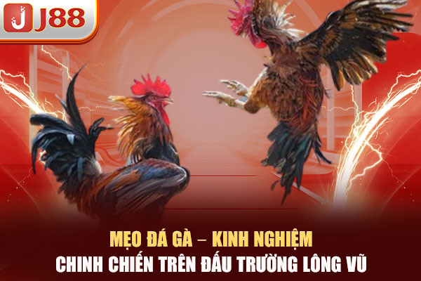 Mẹo Đá Gà – Kinh Nghiệm Chinh Chiến Trên Đấu Trường Lông Vũ