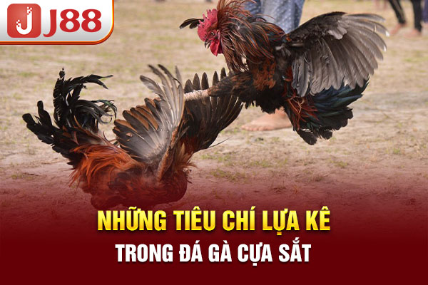 Những tiêu chí lựa kê trong đá gà cựa sắt